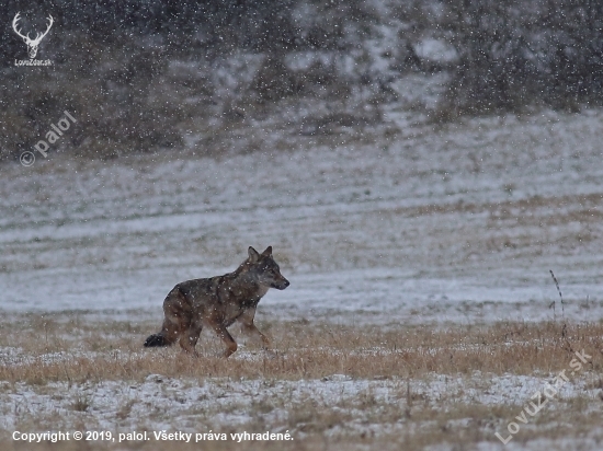 Canis lupus