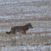 Canis lupus