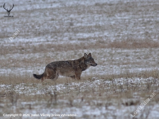 Canis lupus