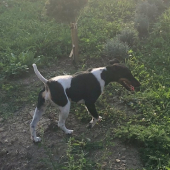 Foxterrier hladkosrstý