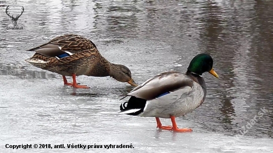 už má nevěstu