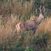 Špicer.