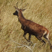 Špicer.