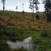 Kolemjdouci.