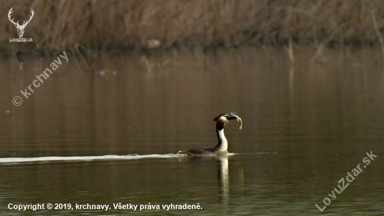 potapka