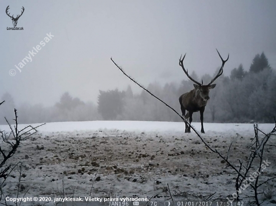 Cervus elaphus montanus