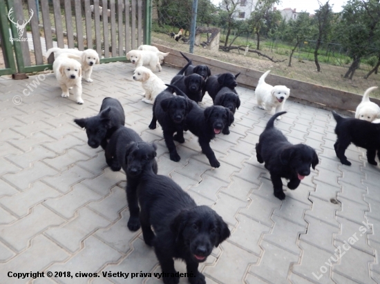 Flat Coated Retriever & Golden retriever