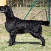 LIVE LAUGH LOVE Oasis Of Peace - Flat Coated retriever