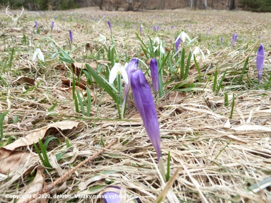 SNEŽIENKA A ŠAFRANY