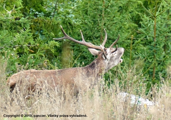 Výrad