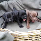 PATTERDALE TERRIER