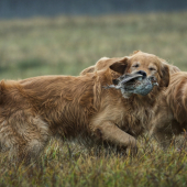 Zlatý retriever