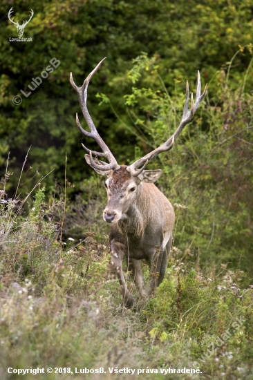 Jelení kráľ - ruja 2018