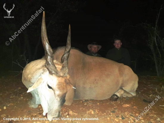 Antilopa Losia / Eland kapský