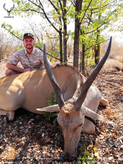 Livingston Eland - antilopa losia