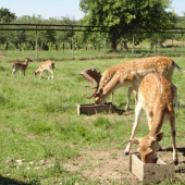 na danielej farme