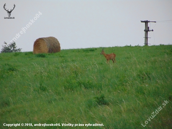 Srnček