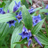 horec luskáčovitý (gentiana asclepiadea)