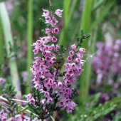 vres obyčajný (Calluna vulgaris)