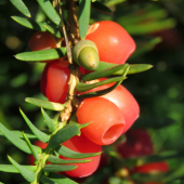 tis obyčajný (taxus baccata)