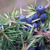 borievka obyčajná (Juniperus communis)