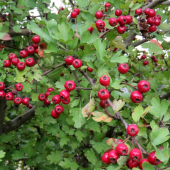 hloh obyčajný (crataegus laevigata)