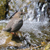 vodnár potočný (cinclus cinclus)