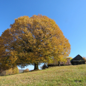 košatá, sfarbená do zlata