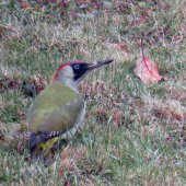 Žlna zelená (picus viridis)