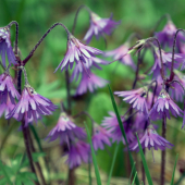 soldanelka horská (soldanella montana)