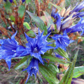 horec luskáčovitý (gentiana asclepiadea)