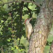 žlna zelená - picus viridis