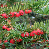 tis obyčajný - taxus baccata