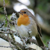 červienka obyčajná (slávik červienka) - Erithacus rubecula