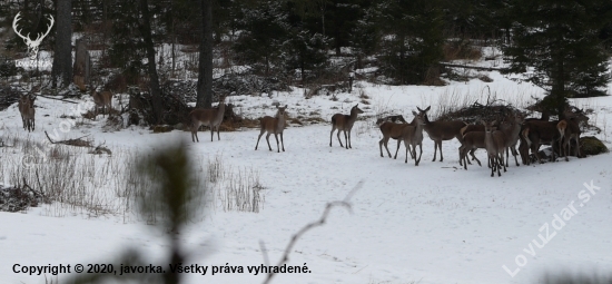 jeleničky