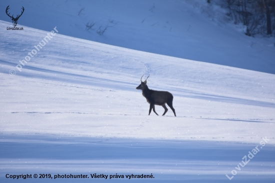 Jeleň lesný (Cervus elaphus)