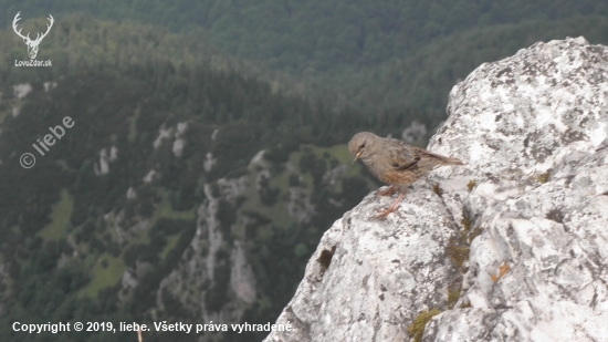 vrabec na Rozudci