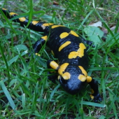 Salamandra skvrnita