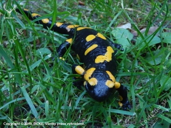 Salamandra skvrnita