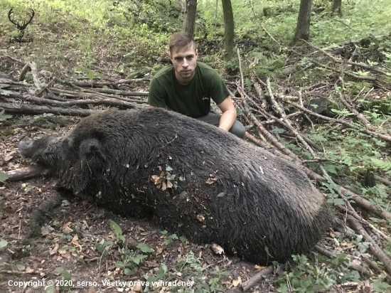 Letný kukuričák