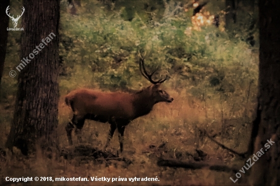 ráno pri brieždení...