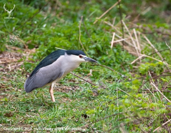 Kvakoš noční-Nycticorax nycticorax