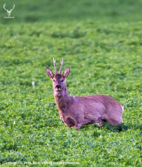 Už se jim to krátí