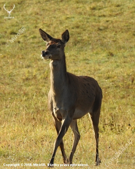 Jelenička