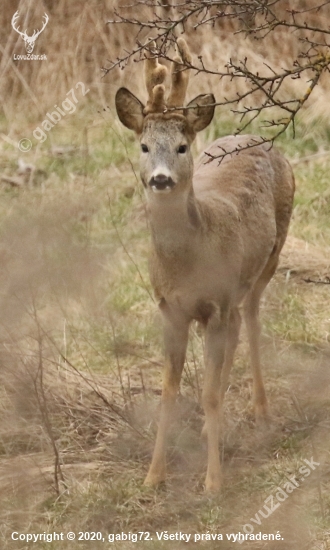 iný