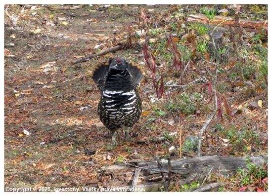 TETŘÍVEK KANADSKÝ Falcipennis canadensis