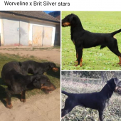 Asta Worveline x Brit Silver stars