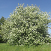 Střemcha obecná