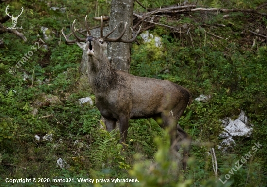 Spomienky, ruja 2019