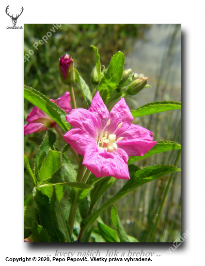 vrbovka chlpatá /Epilobium hirsutum /